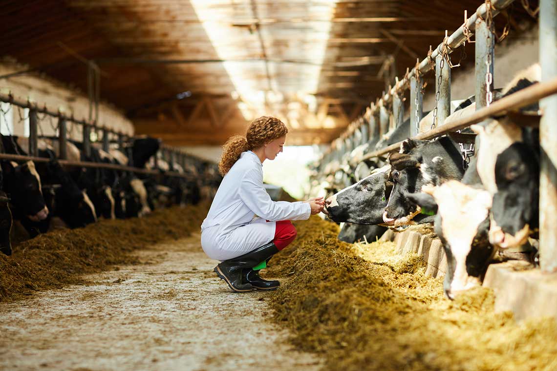 Checking On Cows